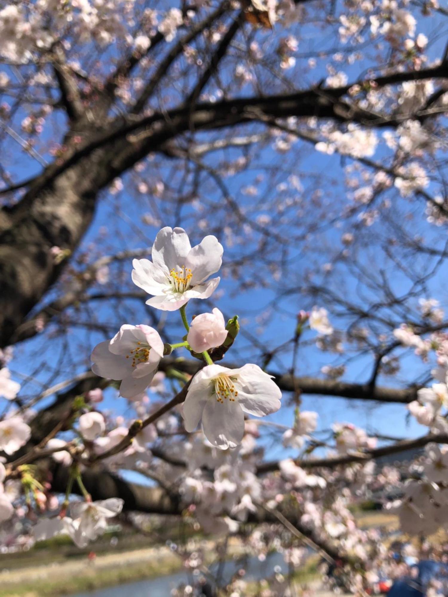 Tsubame-Ya Hotell Kyoto Exteriör bild